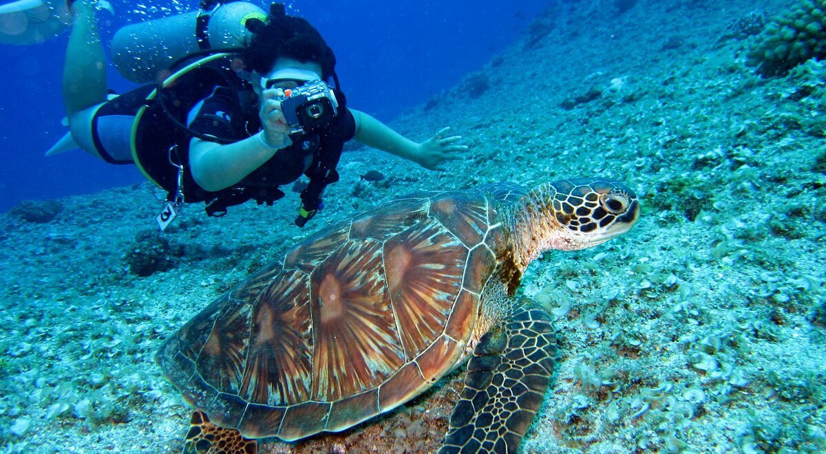 Buceador junto a un tiburon ballena en aguas cristalinas del sudeste asiatico