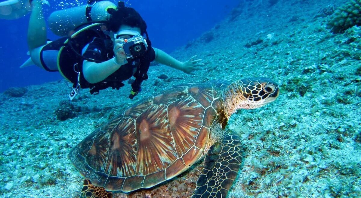 Buceador junto a un tiburón ballena en aguas cristalinas de Filipinas